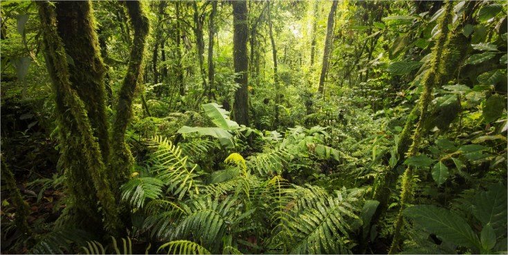 Parque Nacional Braulio Carrillo | LAT.40