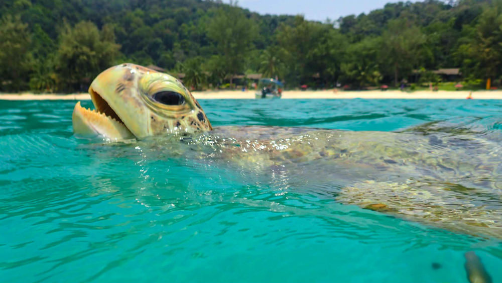 Perhentian Islands | LAT.40