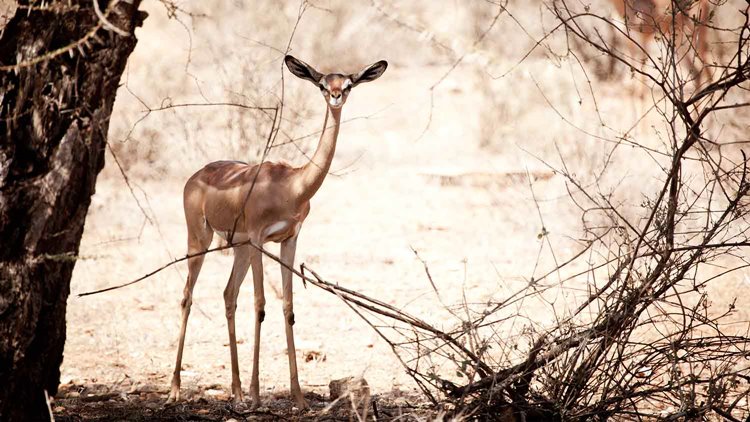Samburu | LAT.40