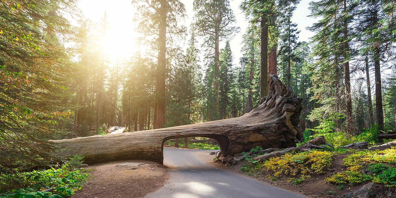 Sequoia National Forest | LAT.40