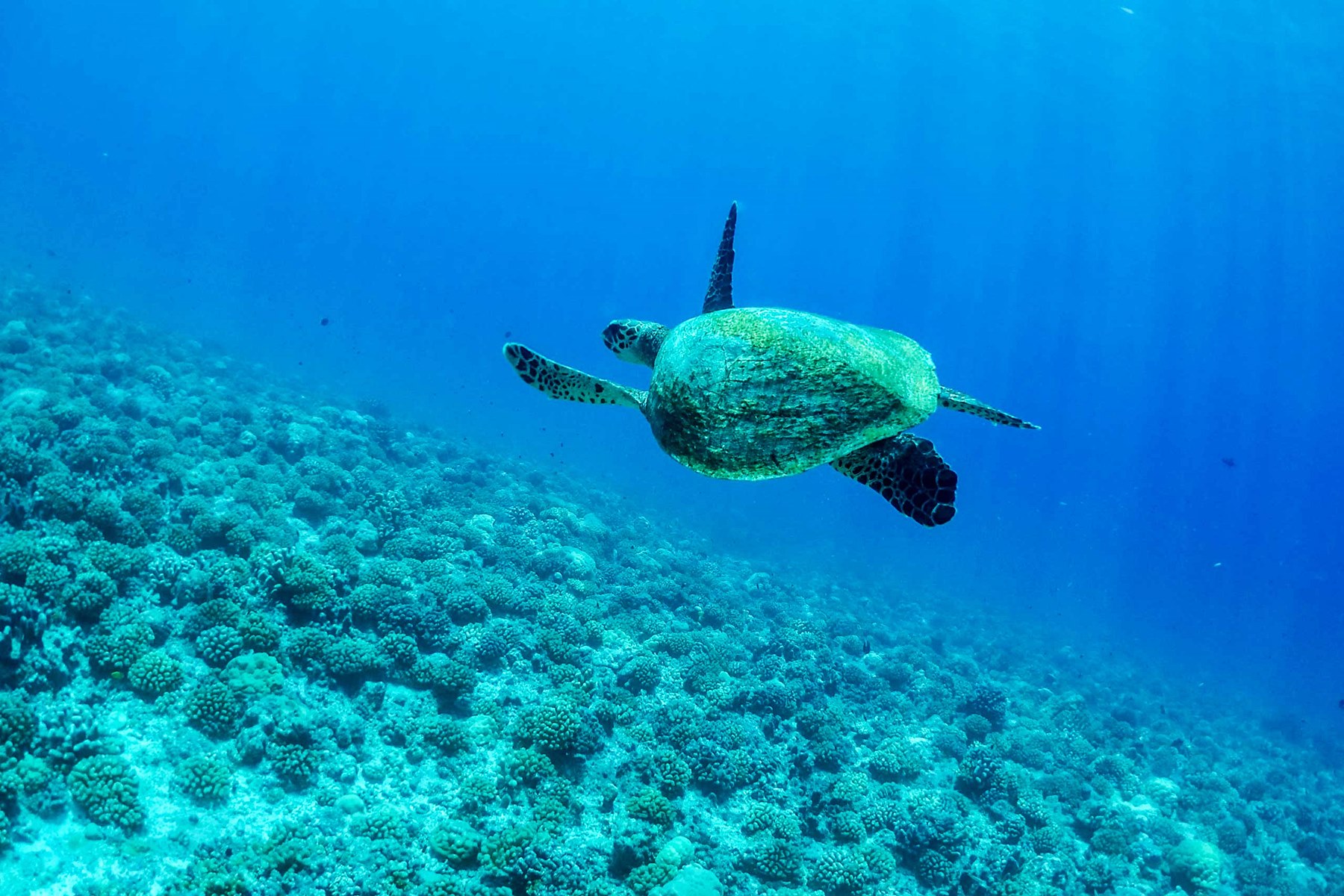 Motu Ninamu en Tikehau