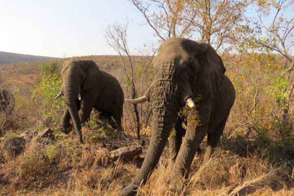 Clifftop Exclusive Safari Hideaway en The Waterberg