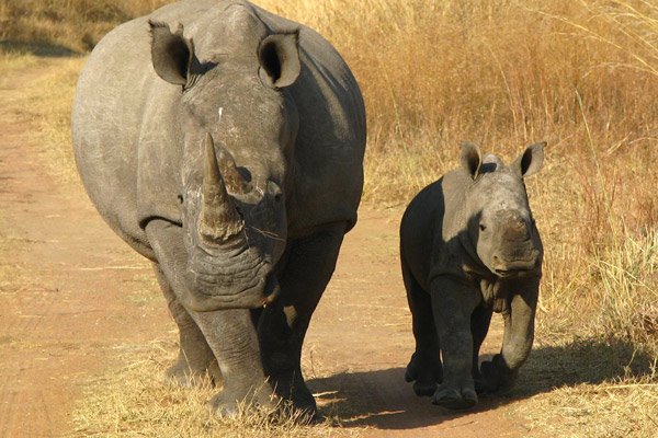 Clifftop Exclusive Safari Hideaway en The Waterberg