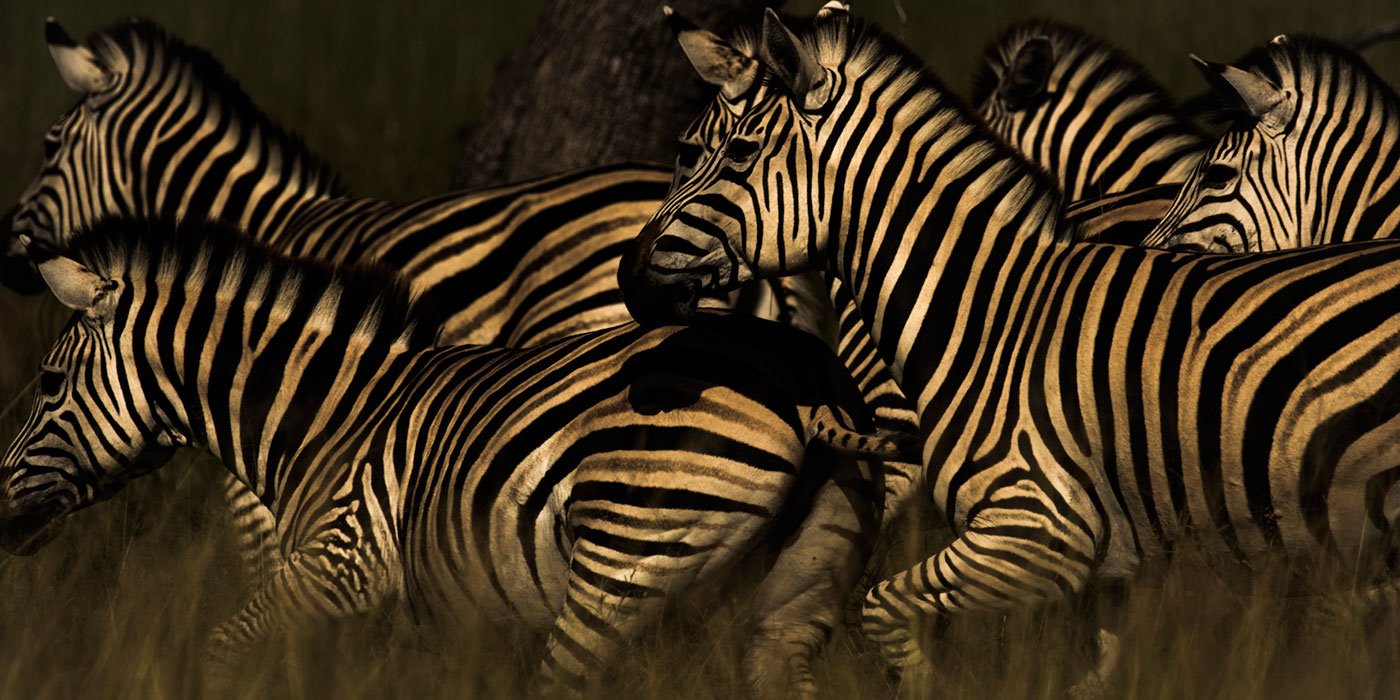Abu Camp en Delta Okavango