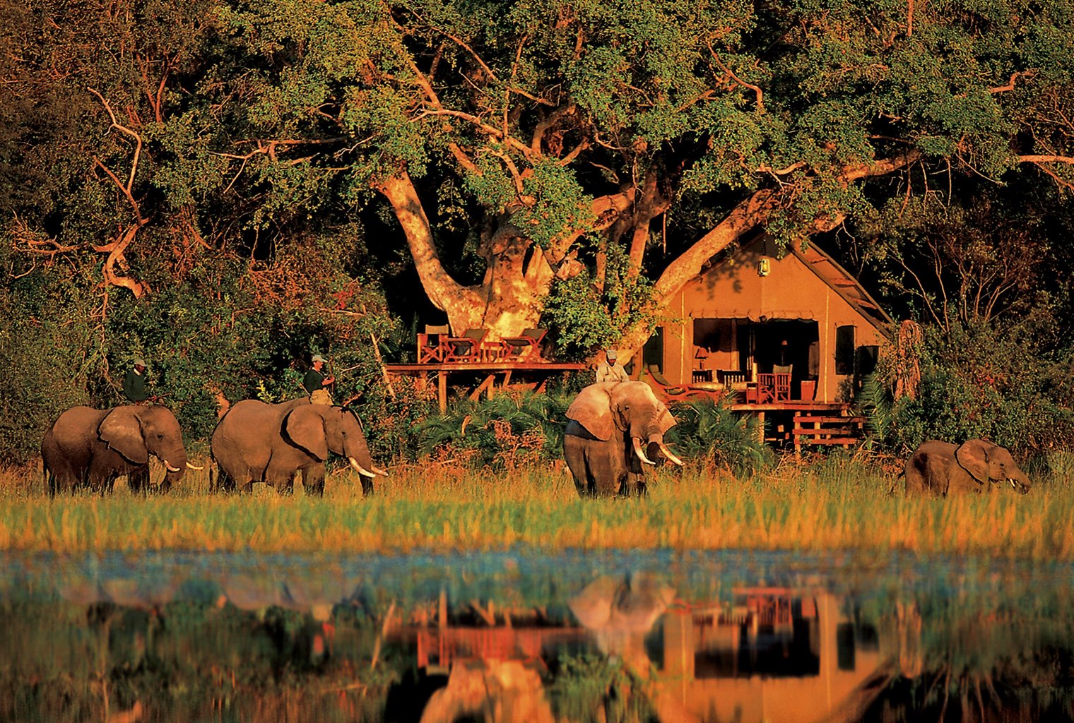 Abu Camp en Delta Okavango