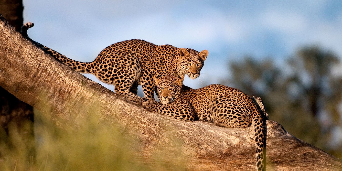 Abu Camp en Delta Okavango