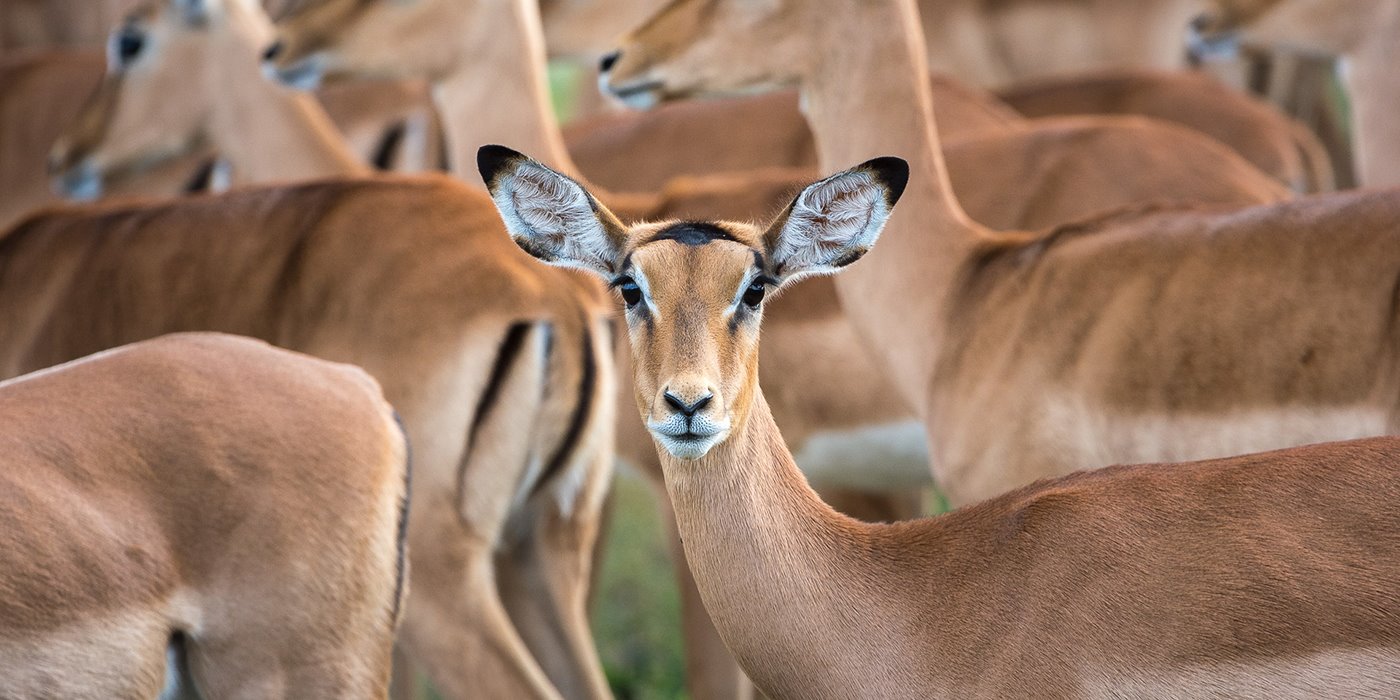 Abu Camp en Delta Okavango