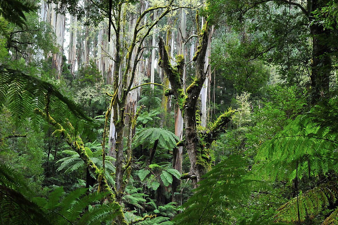 Callignee II Eco Bush Retreat en Australia