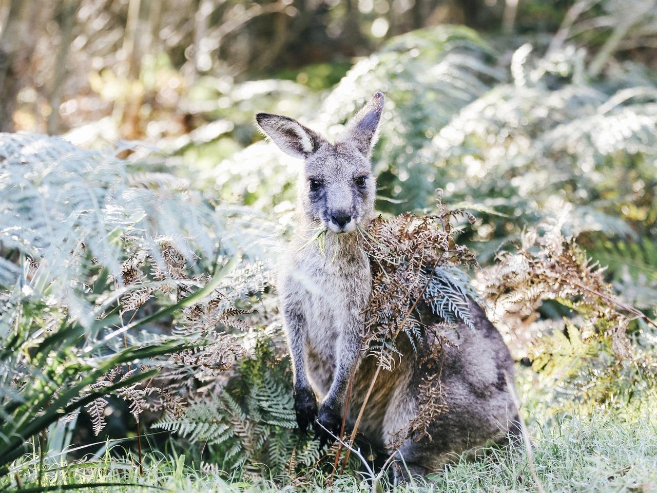 Paperbark Camp en Australia