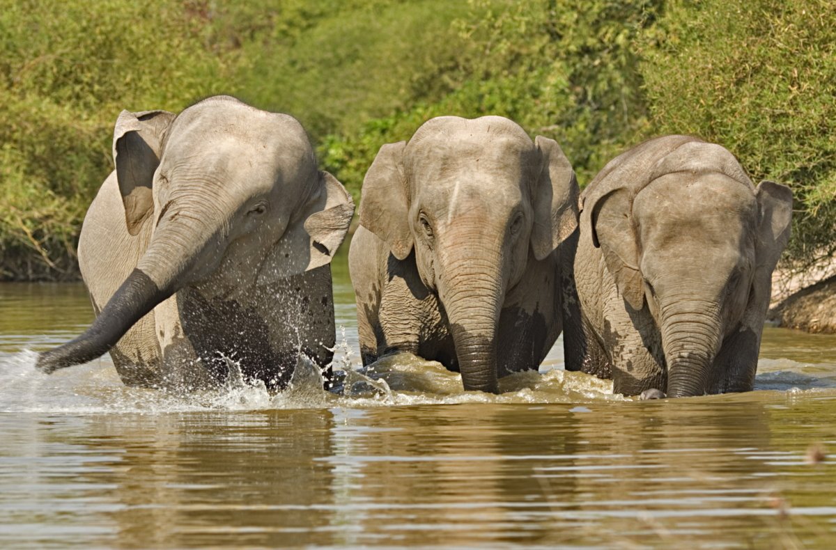 Cardamom National Park | LAT.40