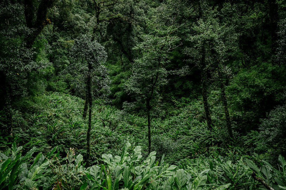 Cardamom National Park | LAT.40