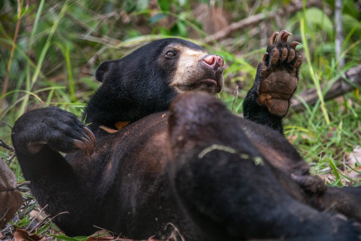 Cardamom National Park | LAT.40