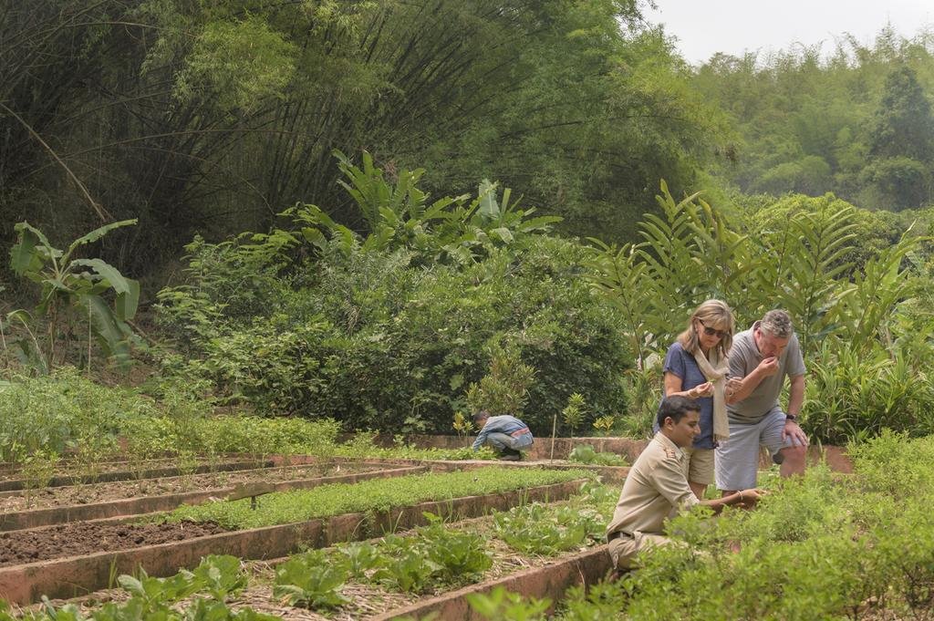 Four Seasons Tented Camp Golden Triangle en Chiang Rai