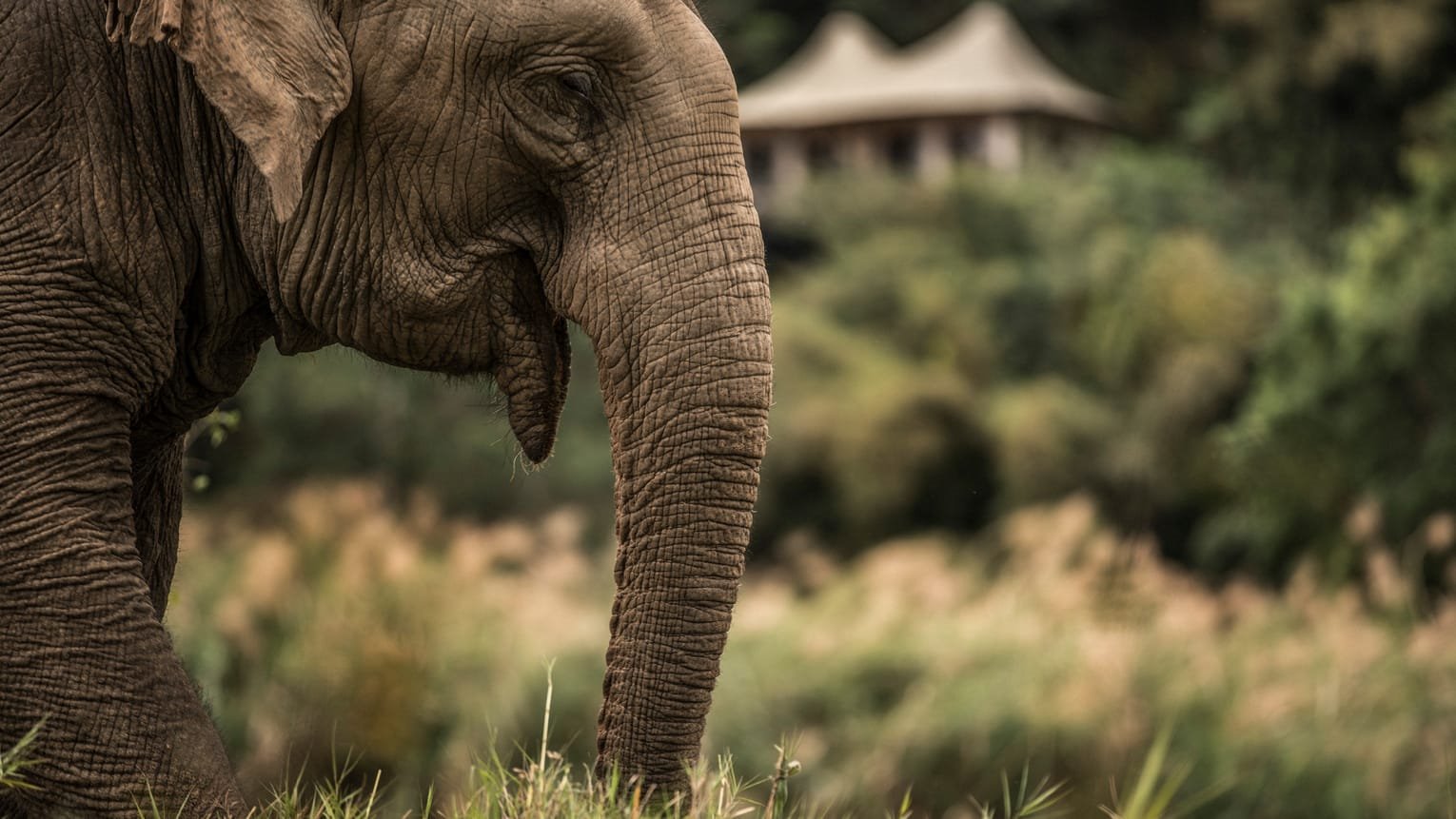 Four Seasons Tented Camp Golden Triangle en Chiang Rai