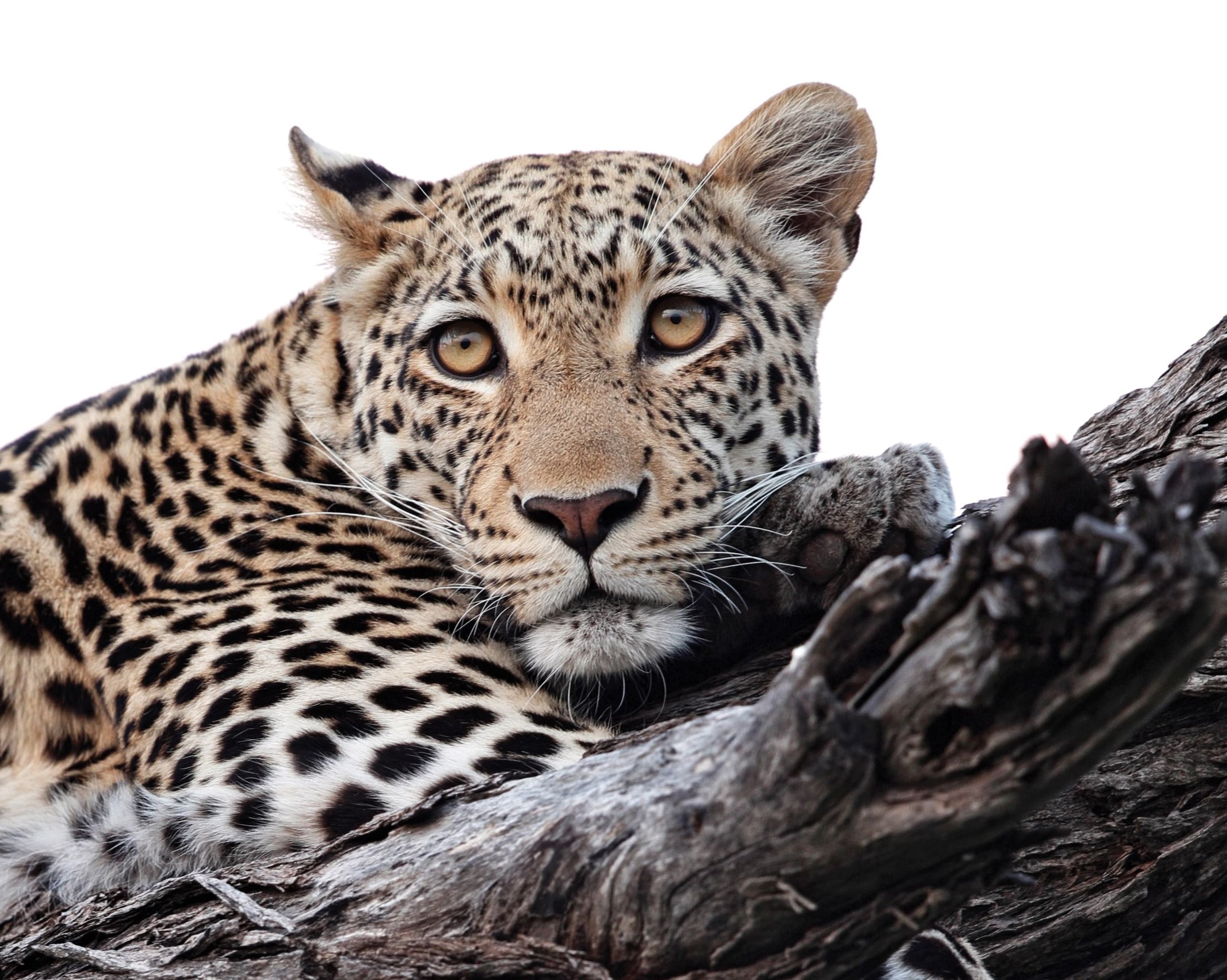 Belmond Savute Elephant Lodge en Chobe