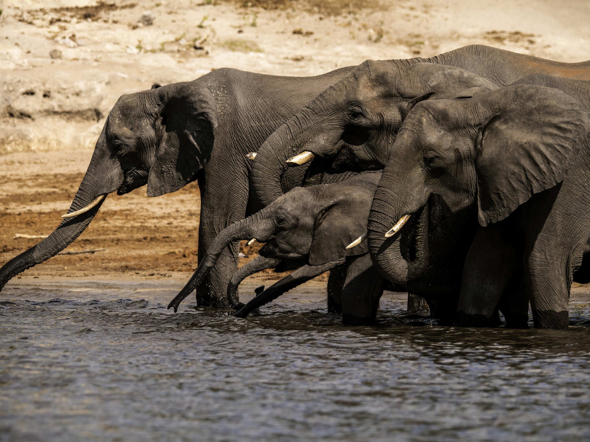 Zambezi Queen en Chobe