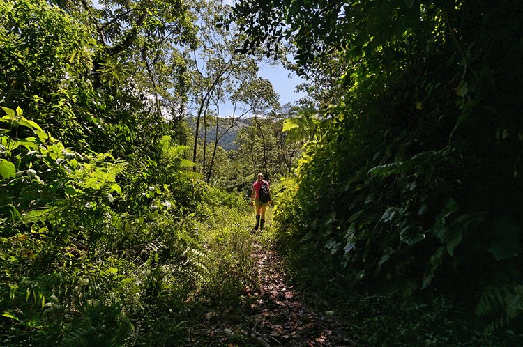 Casa Oropendola en Colombia