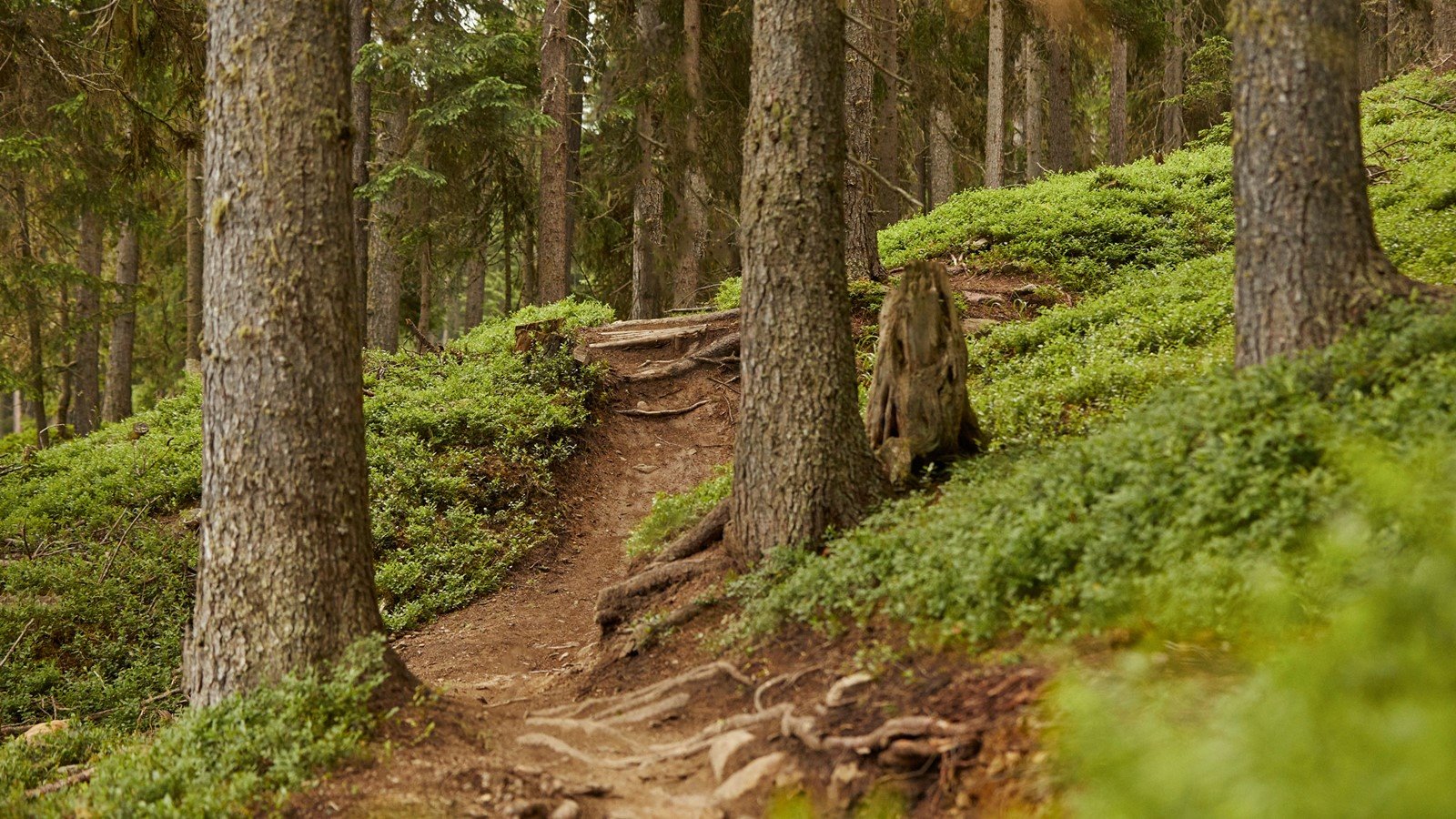 Forestis Dolomites en Alpe di Siusi