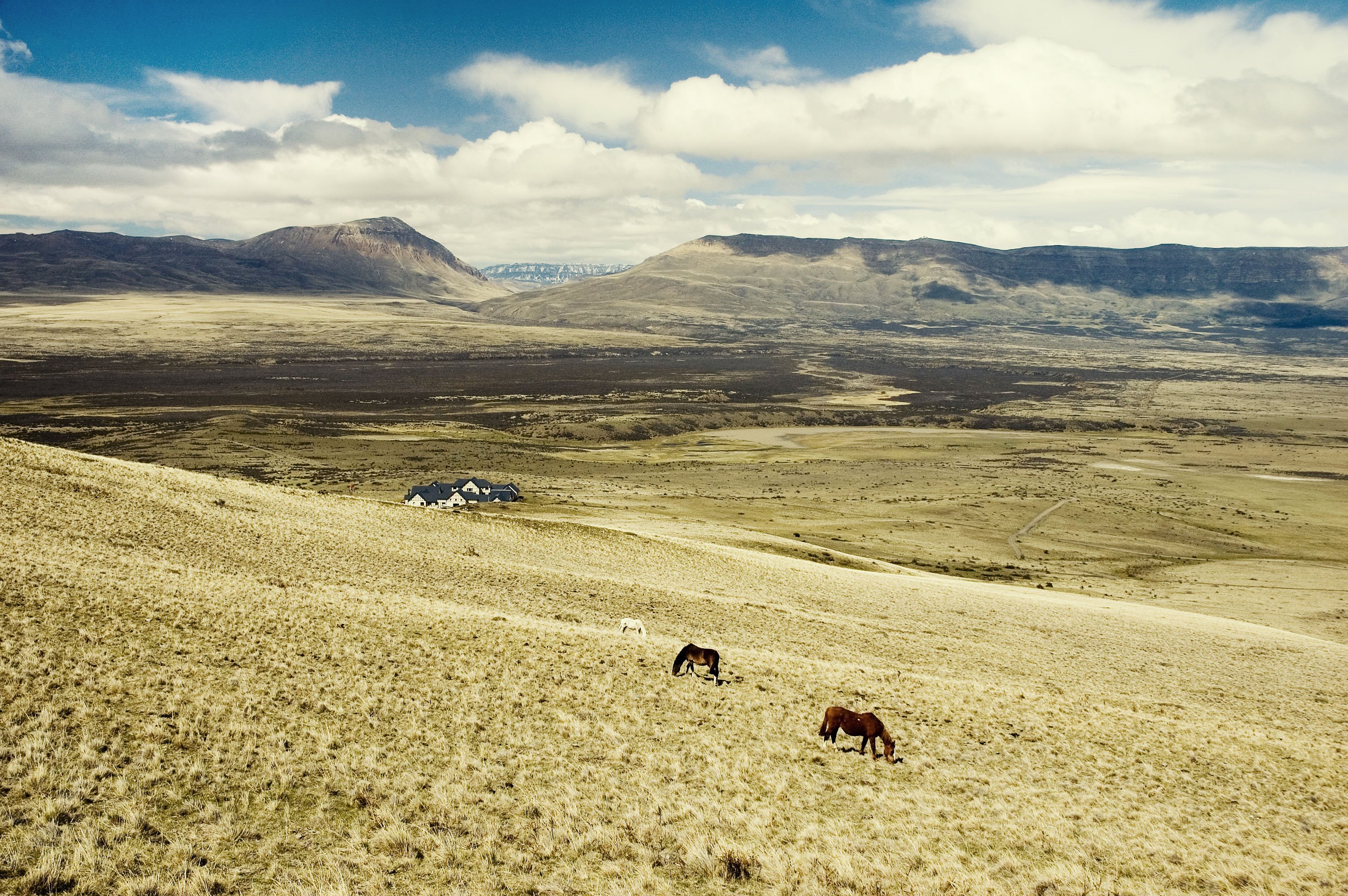 Calafate