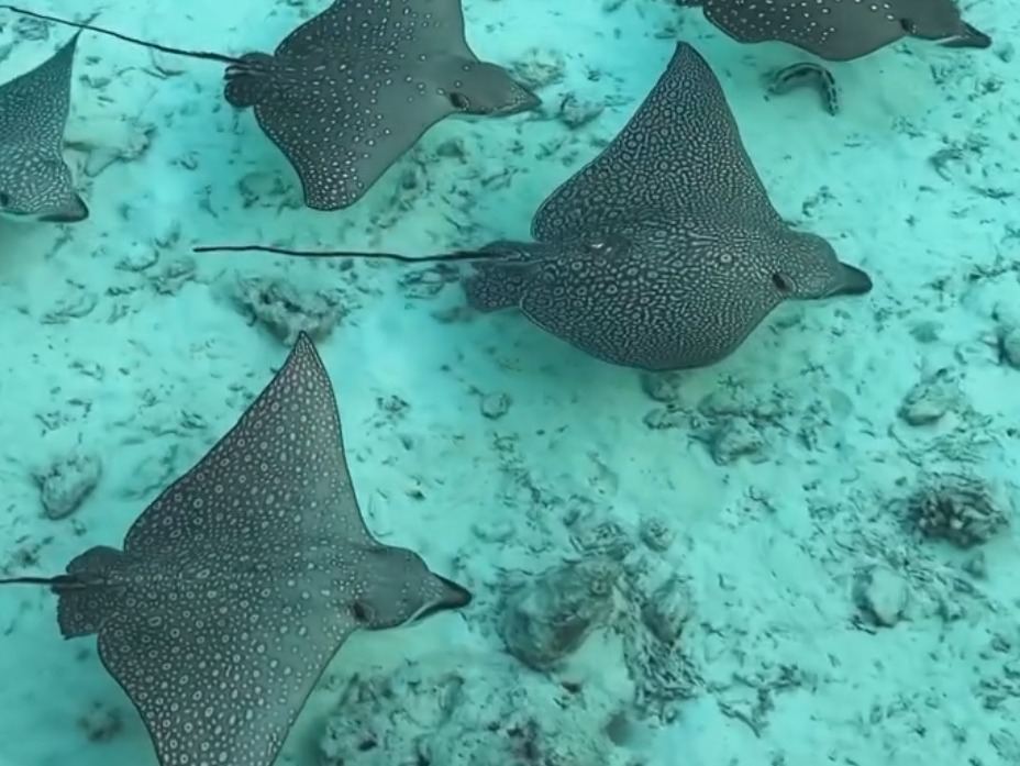 Maldivas