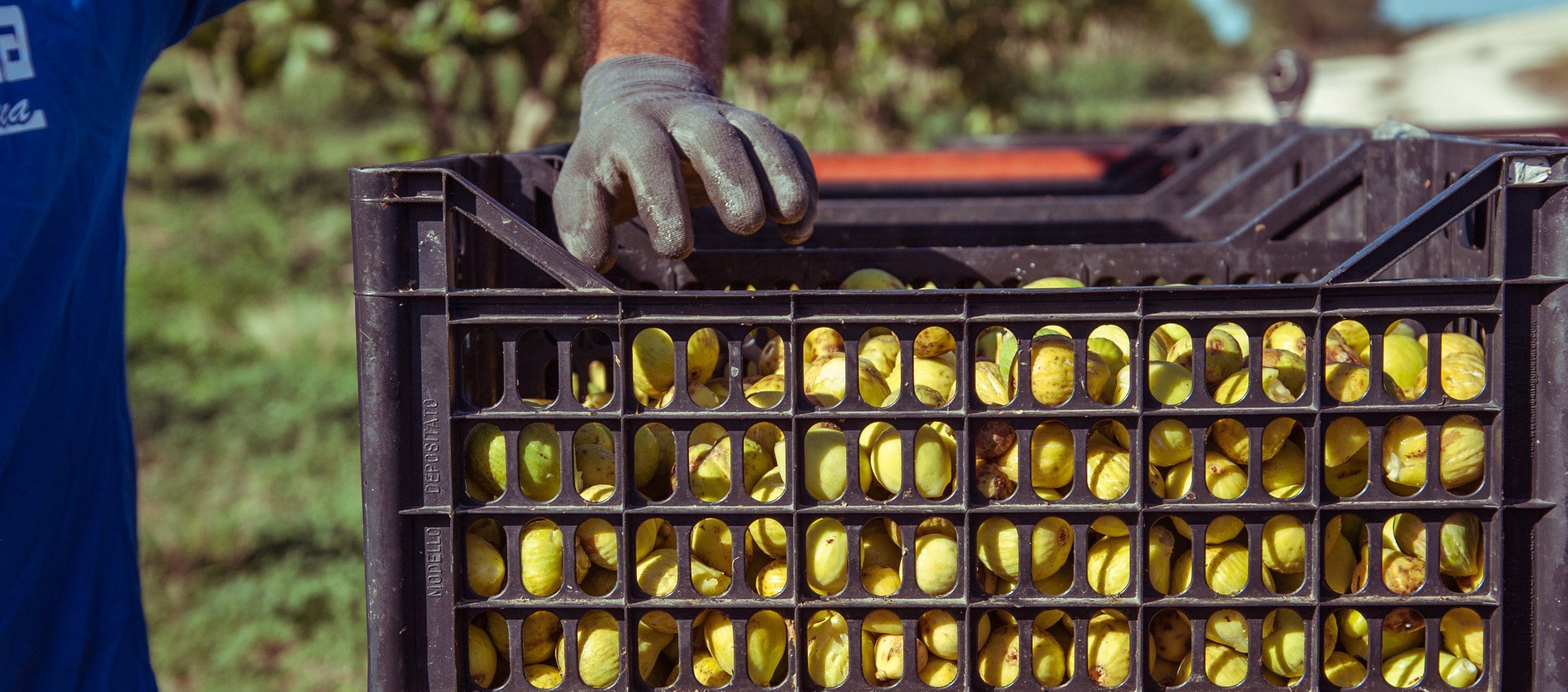 Furnirussi Tenuta en Italy