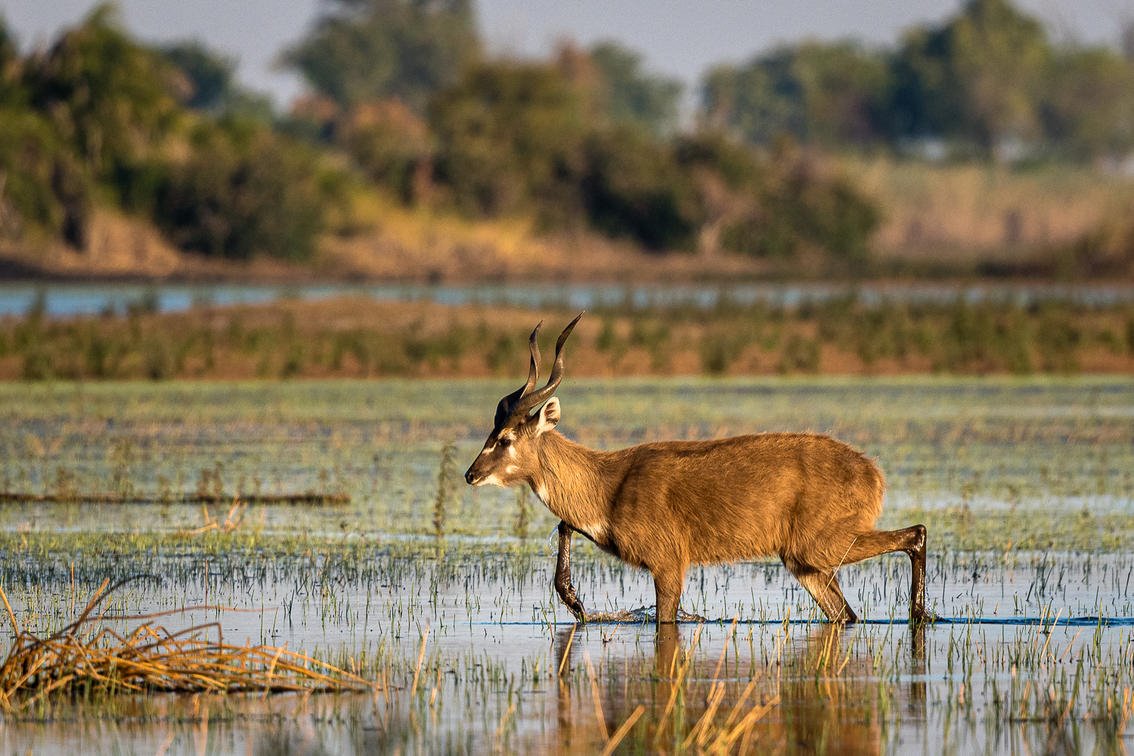 Jao Camp en Delta Okavango
