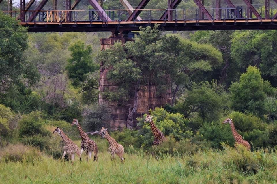 Kruger National Park