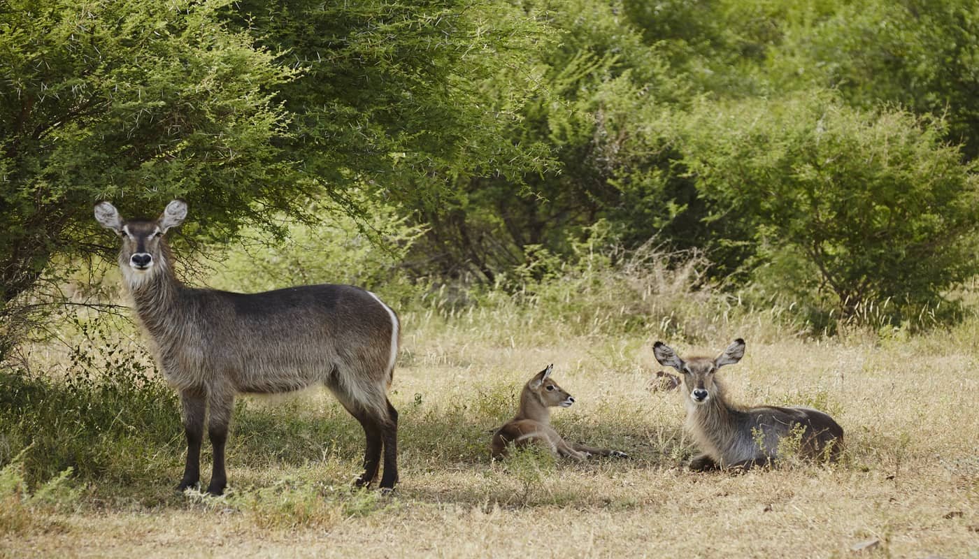 Singita Sweni Lodge en Singita Private Concession (Kruger)
