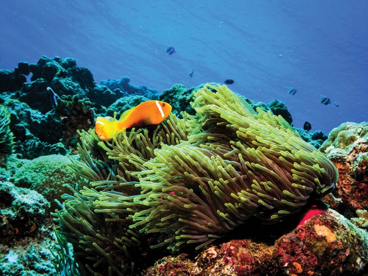 VARU by Atmosphere en North Male Atoll