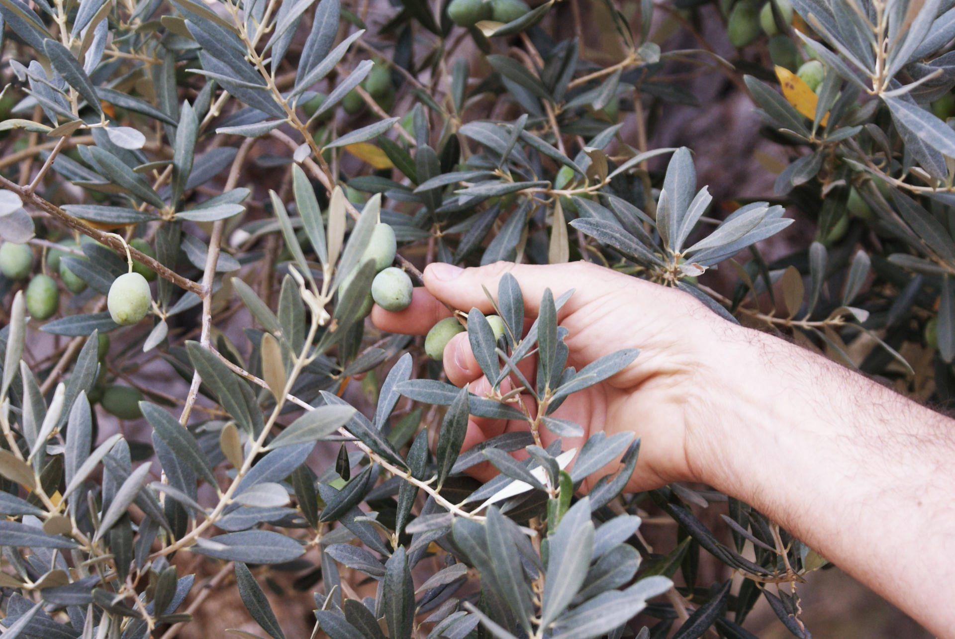 Agroturisme Gossalba en Mallorca