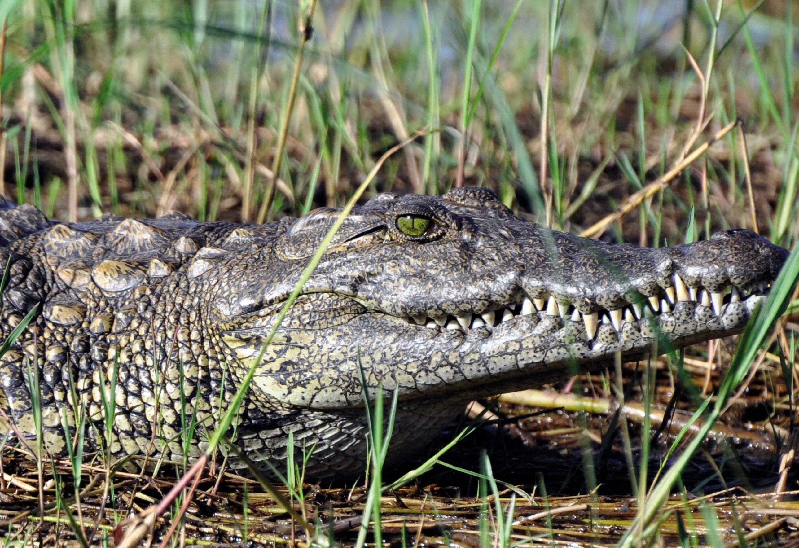Belmond Khwai River Lodge en Moremi