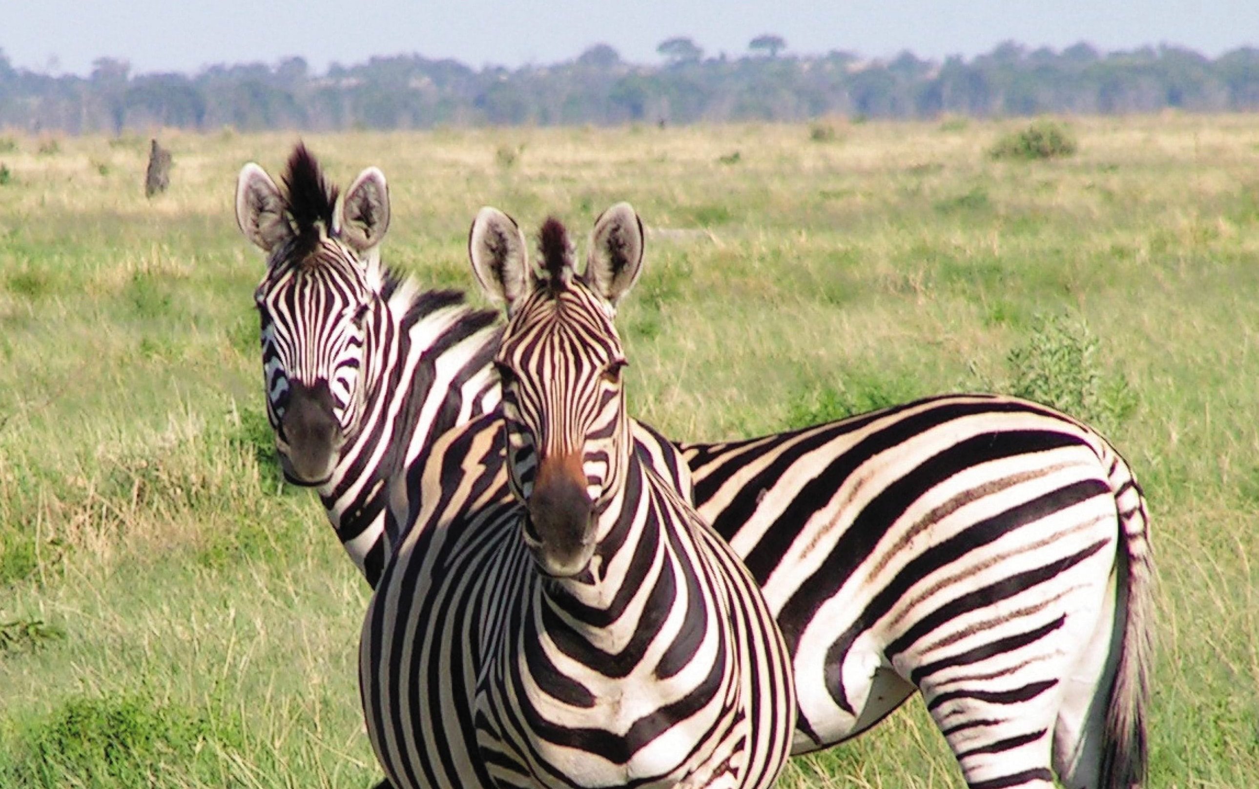Belmond Khwai River Lodge en Moremi