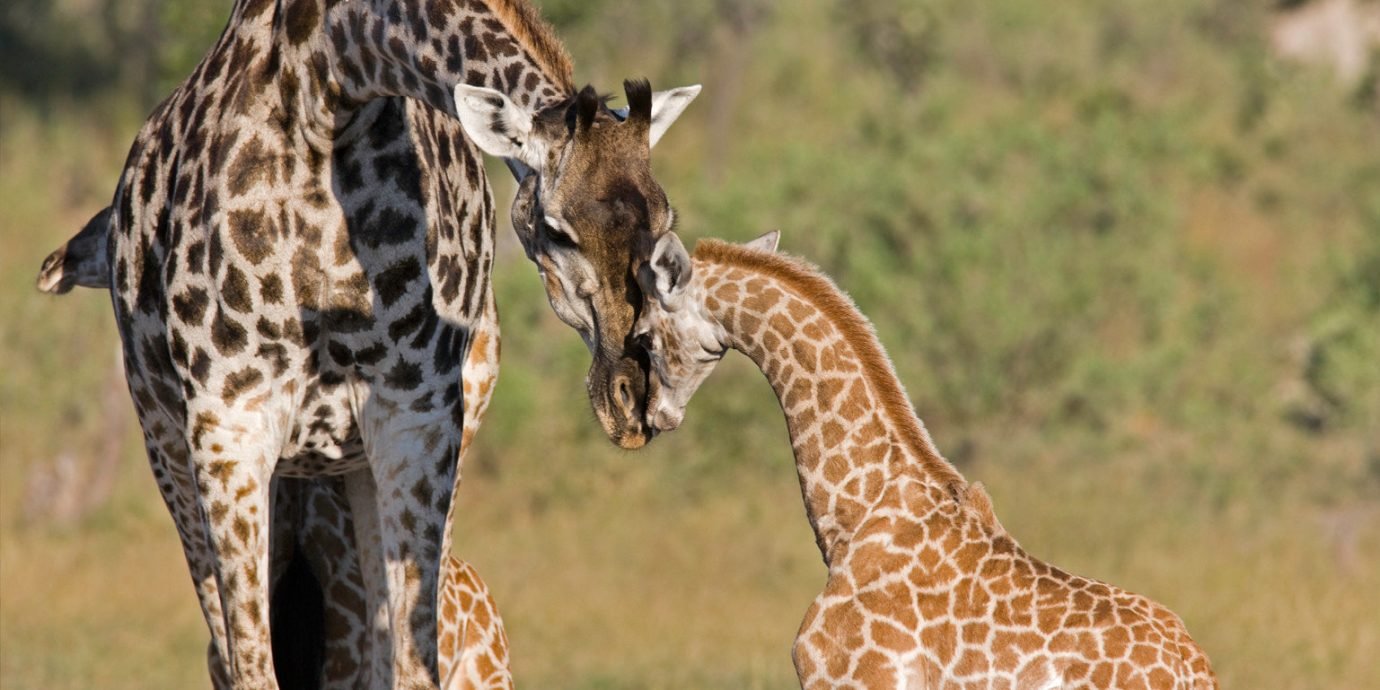Belmond Khwai River Lodge en Moremi