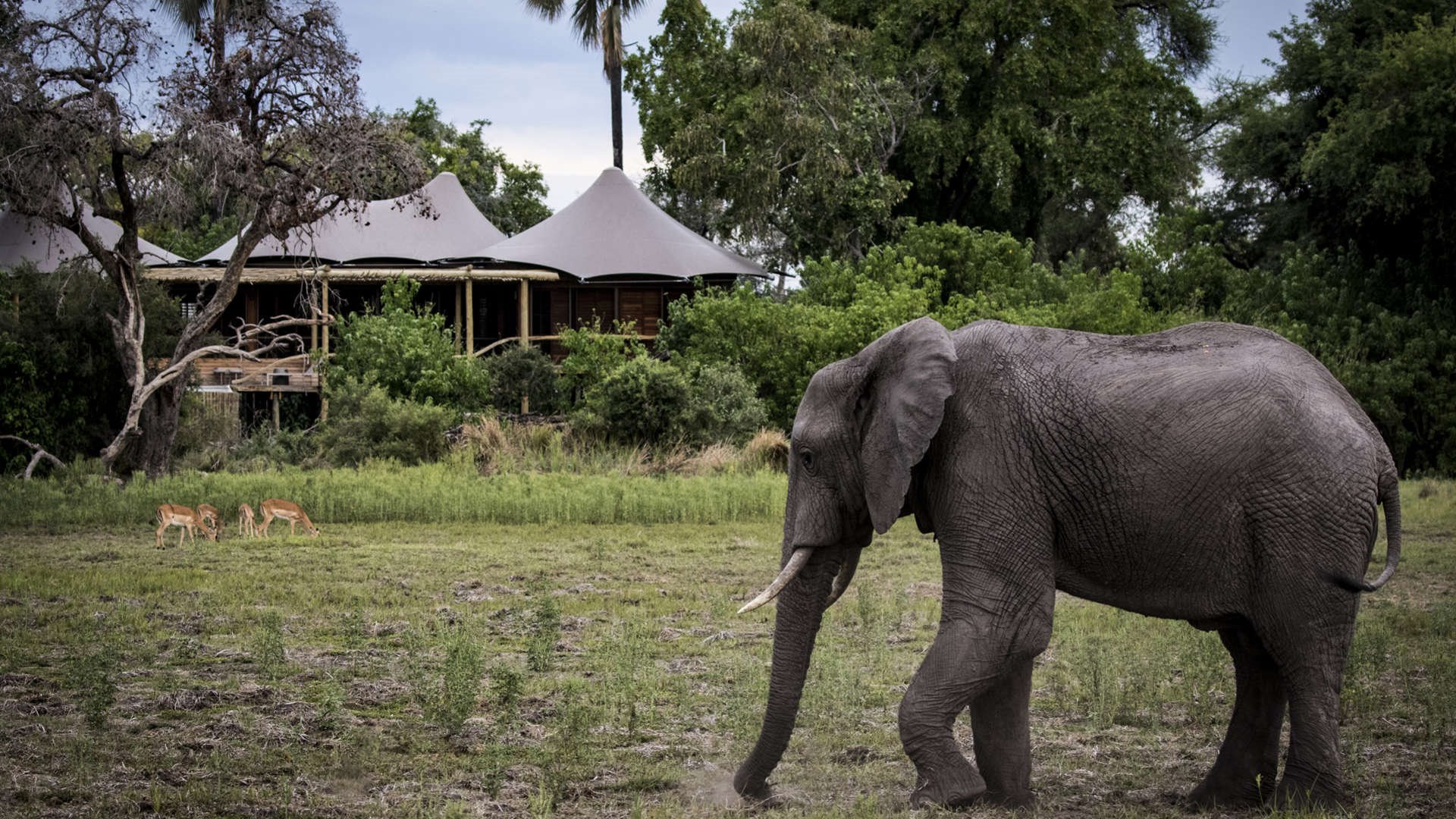 Mombo Camp en Moremi