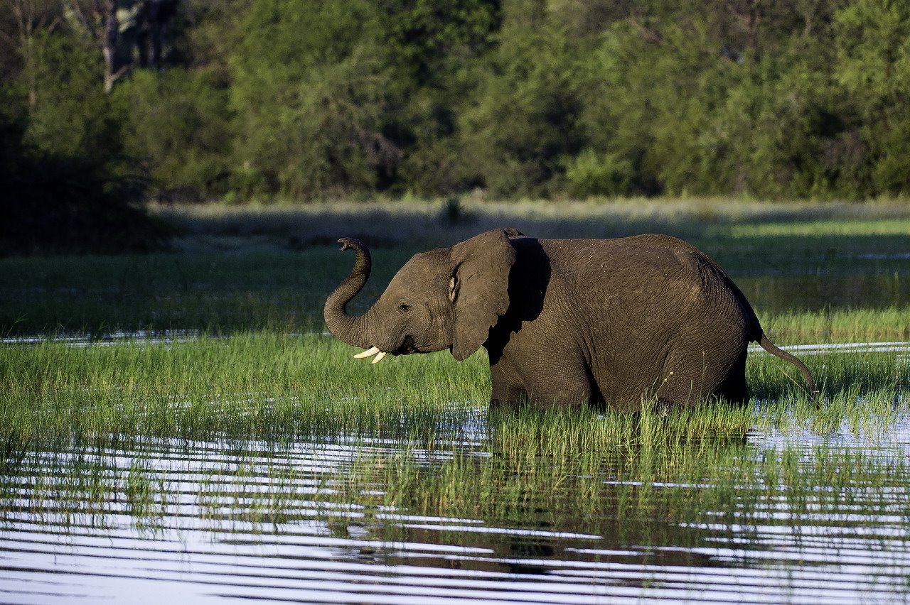 Mombo Camp en Moremi