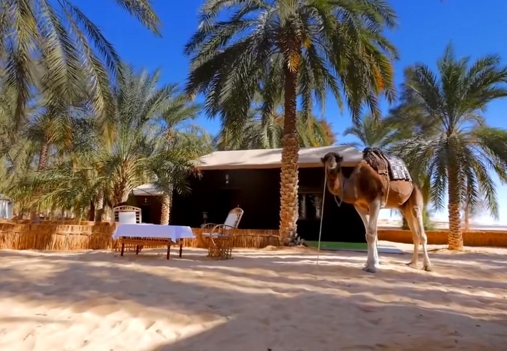 La Gazelle D'or en Morocco
