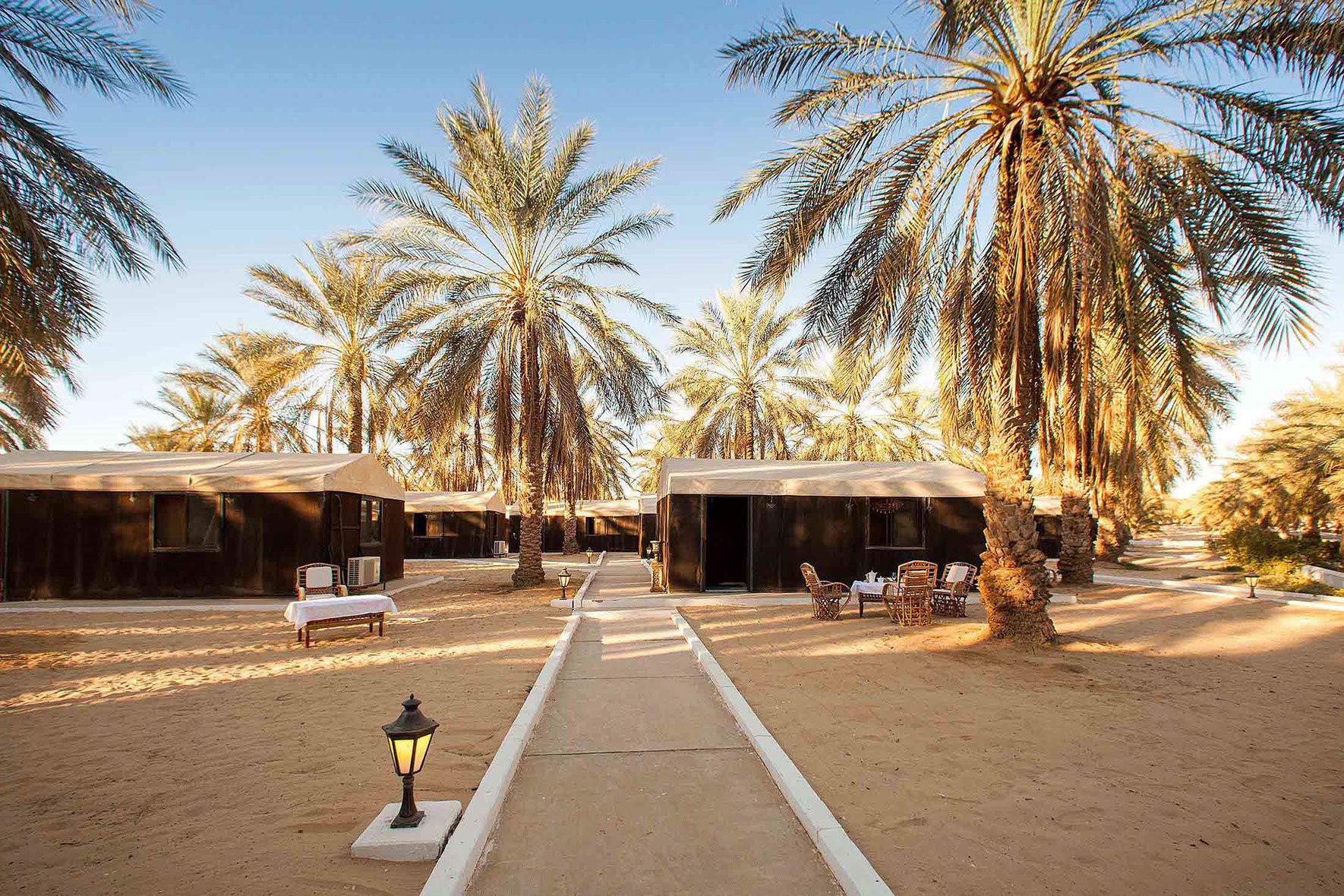 La Gazelle D'or en Morocco