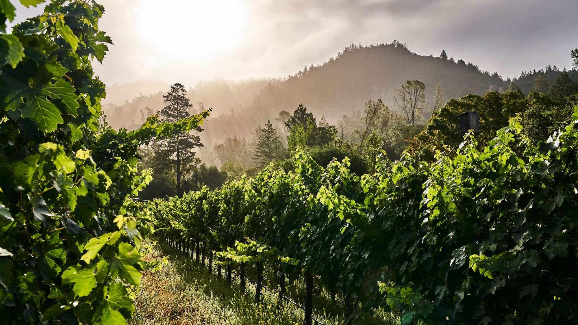 Napa Valley | LAT.40