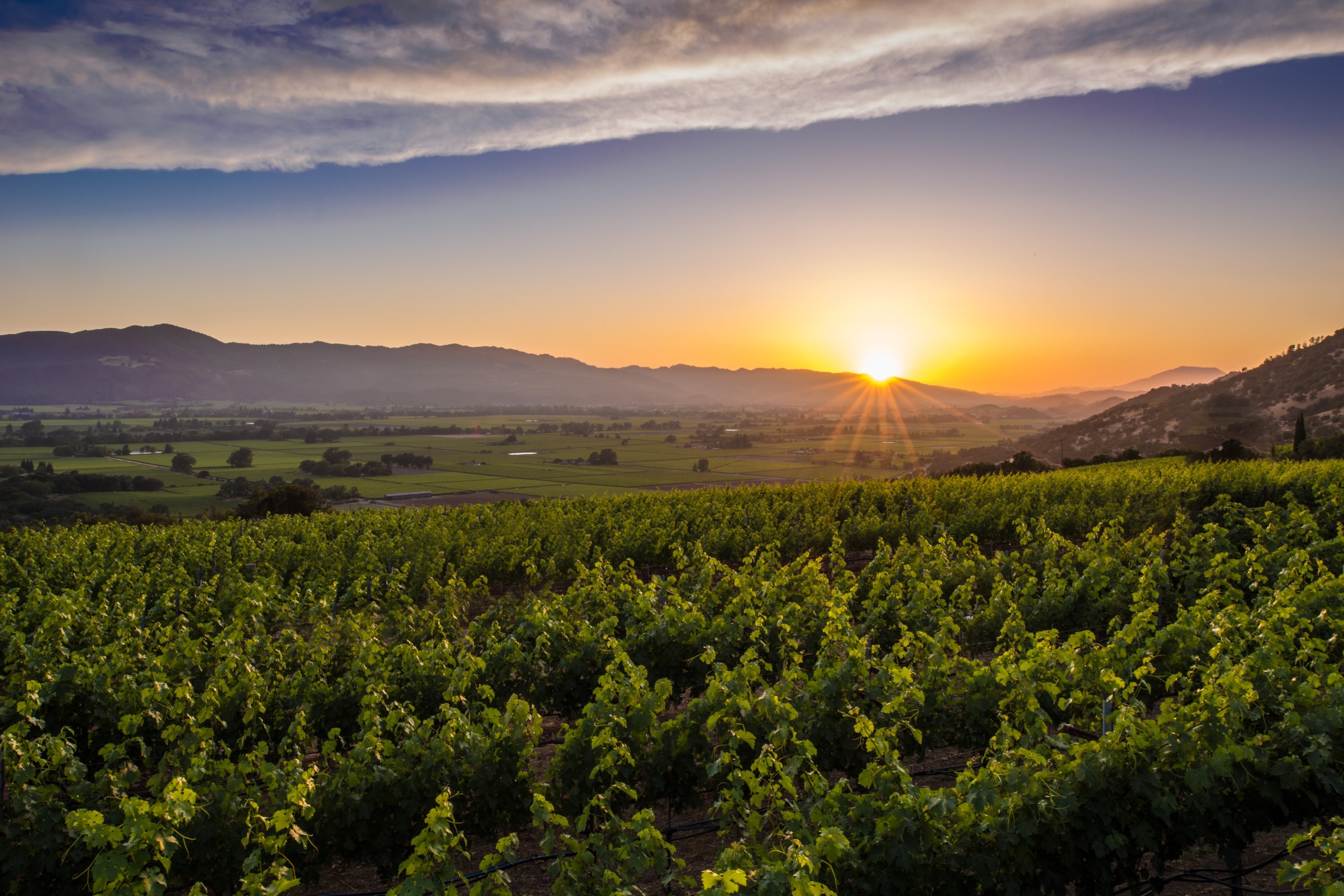 Napa Valley | LAT.40