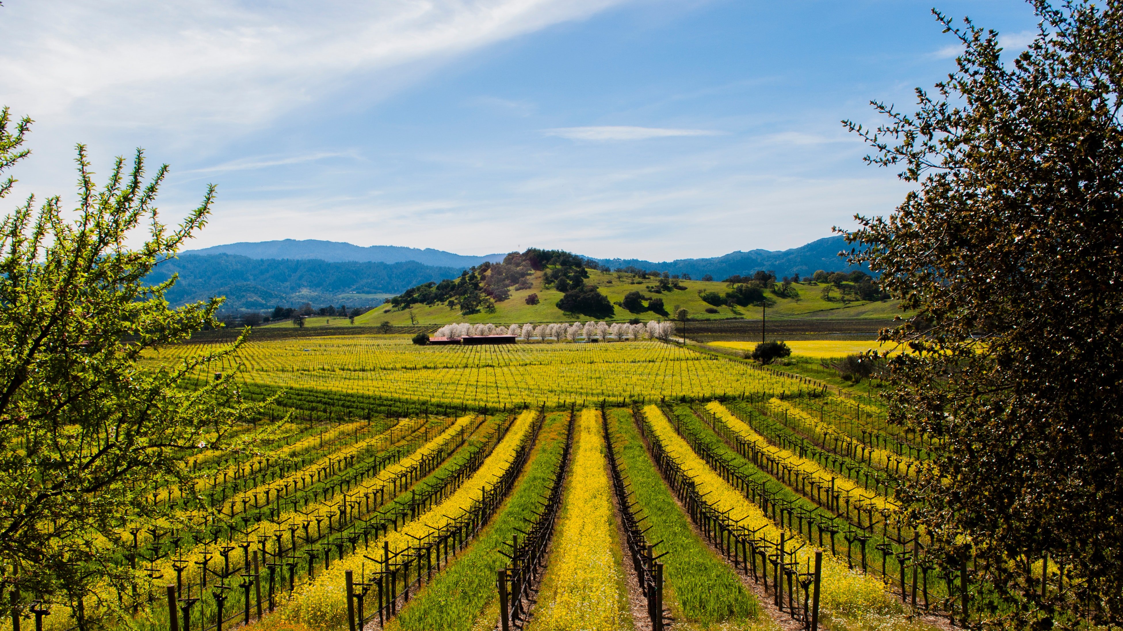 Napa Valley | LAT.40