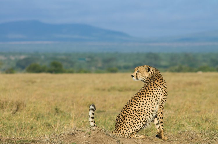 Ol Pejeta | LAT.40