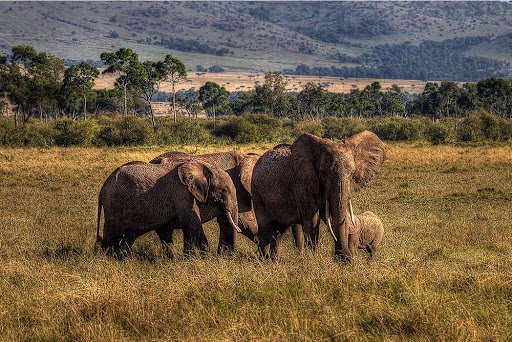 Ol Pejeta | LAT.40