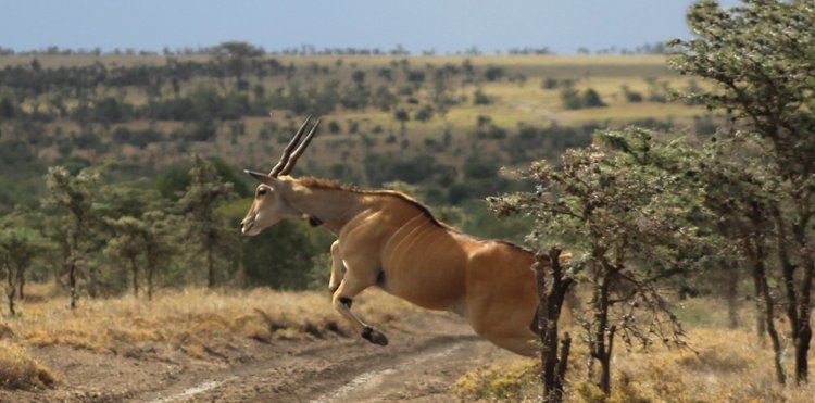 Ol Pejeta | LAT.40