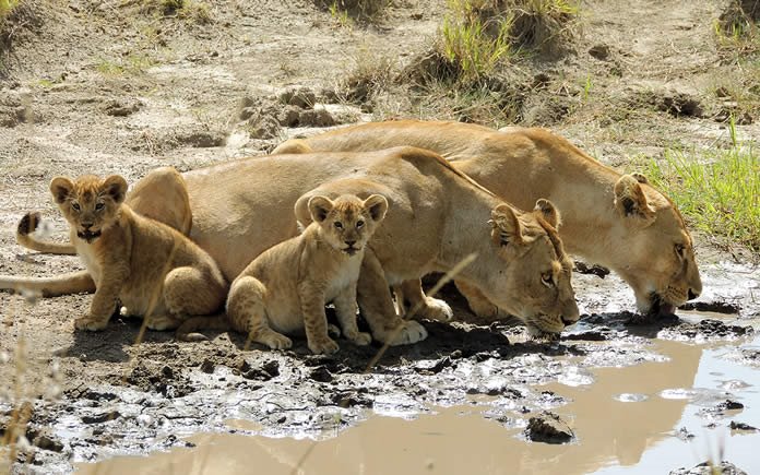 Ol Pejeta | LAT.40