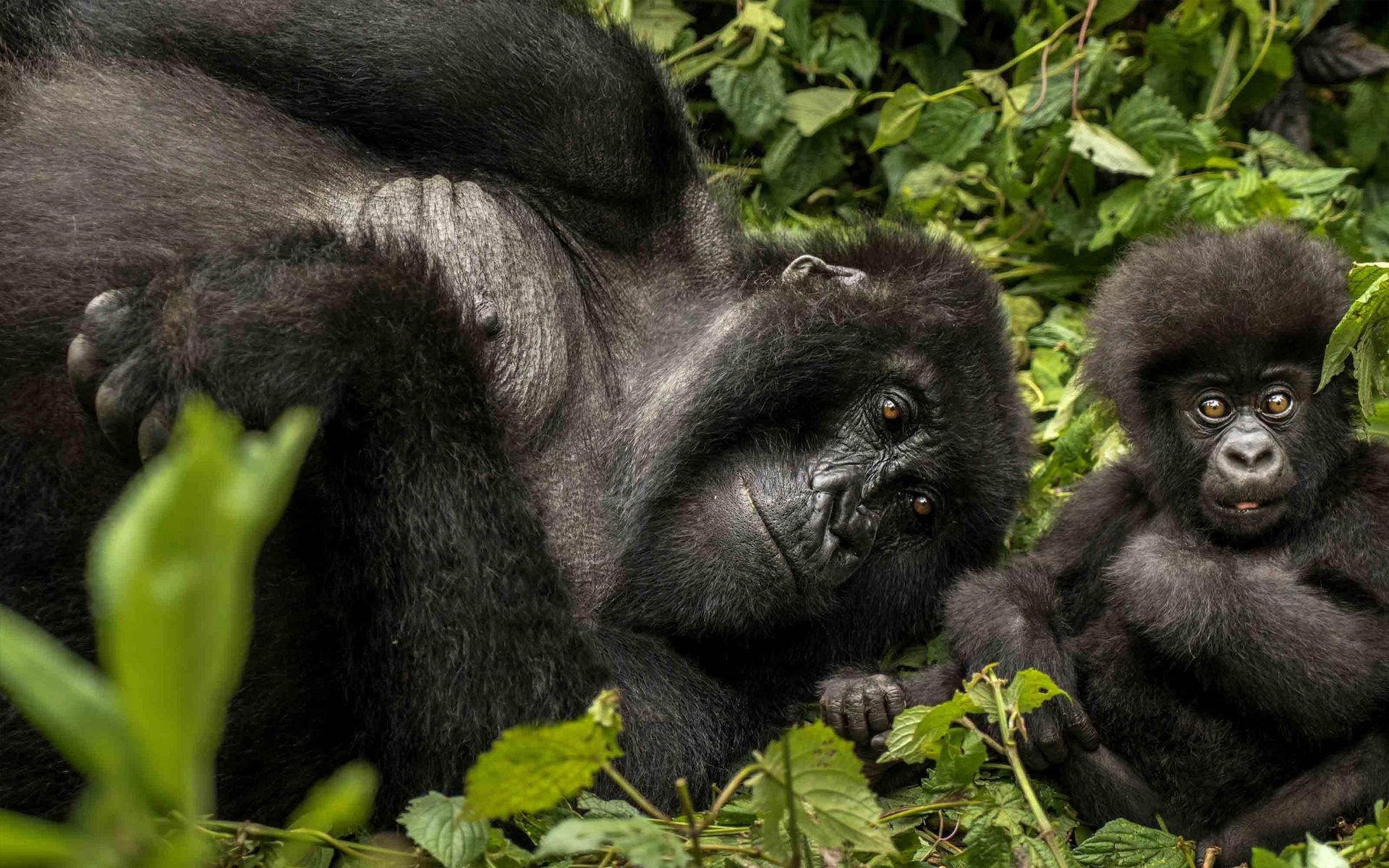 One&Only Gorilla's Nest en Rwanda