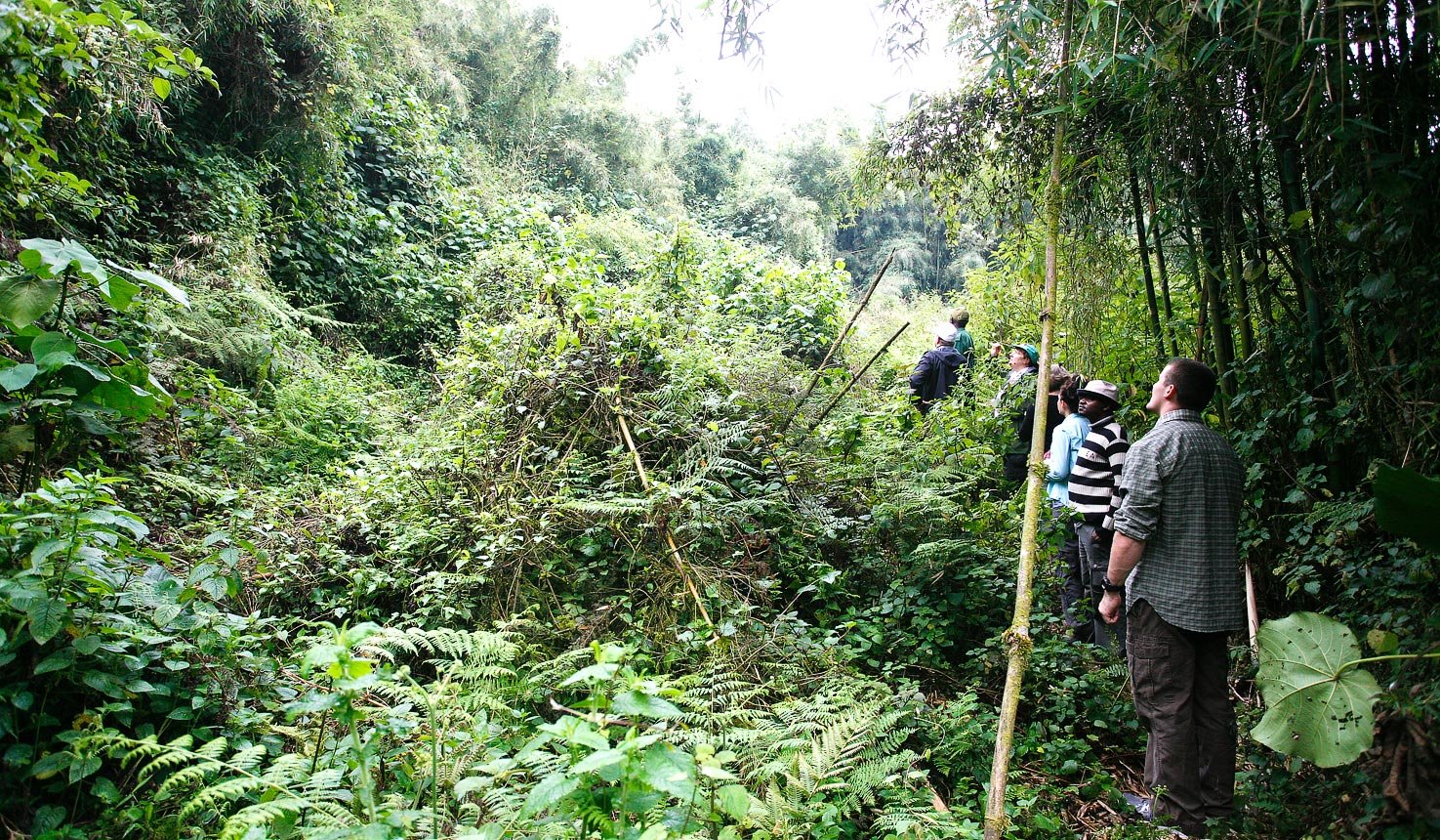 One&Only Gorilla's Nest en Rwanda