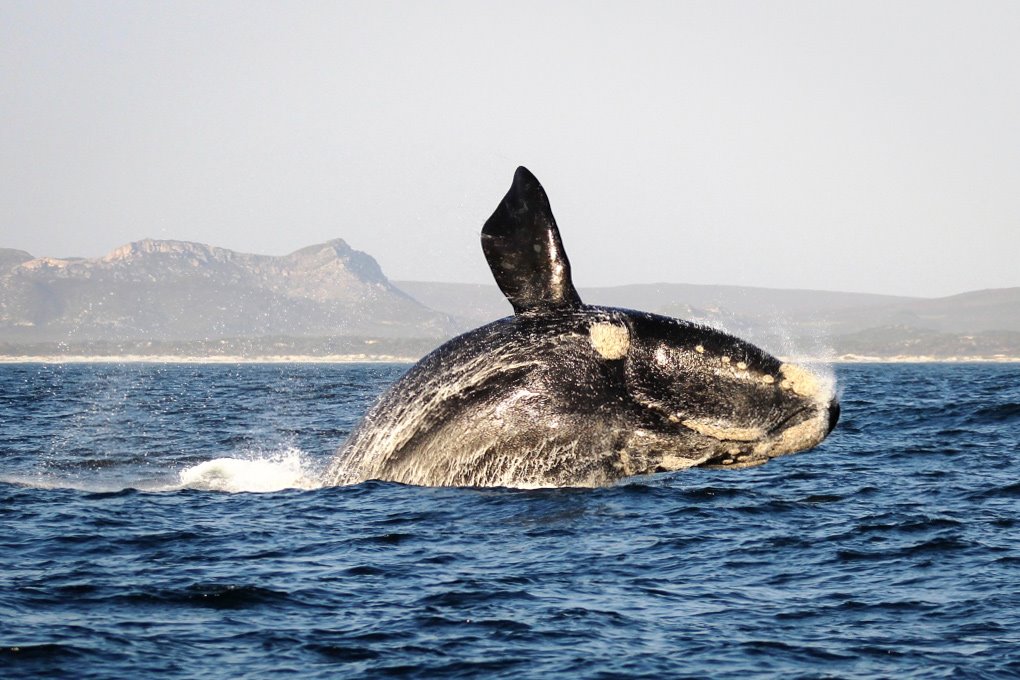Grootbos Private Nature Reserve en South Africa