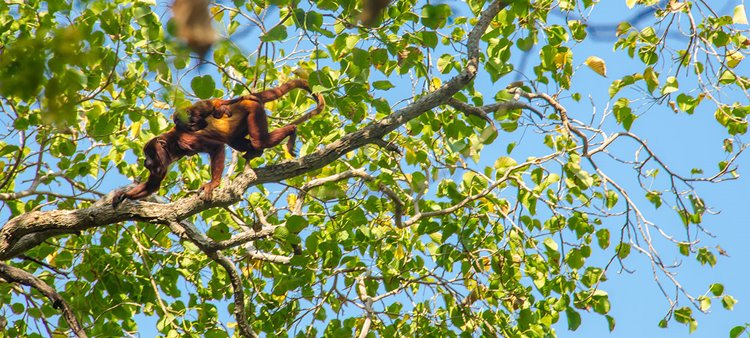 Mamancana Private Game Reserve en Santa Marta