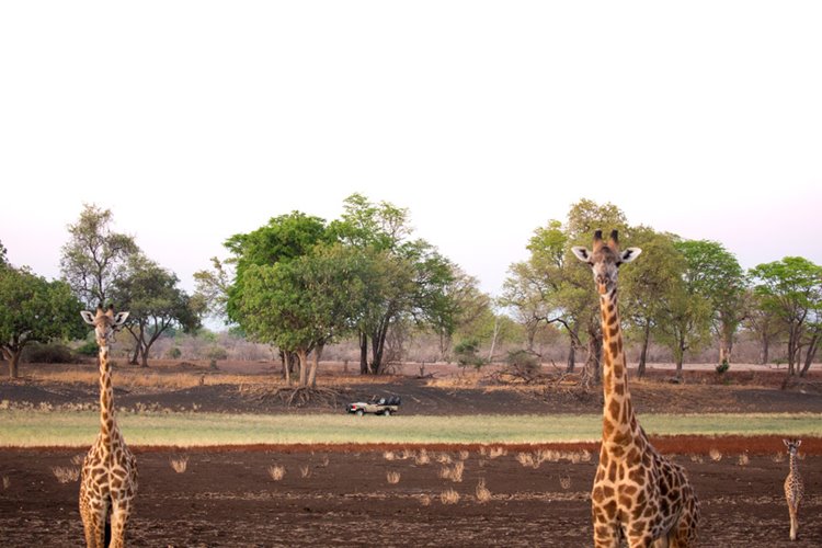 Puku Ridge en Luangwa Valley