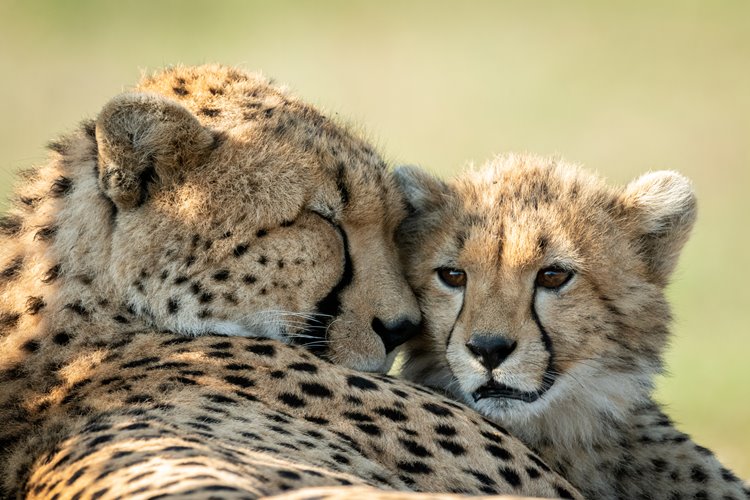 1920's Cottar's Safari Camp en Masai Mara